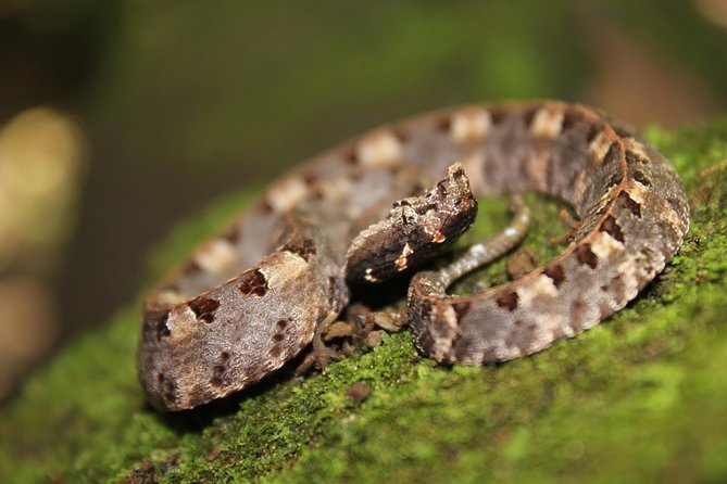 Frog Watching Jungle Night Walk - La Fortuna at night: frogs first, then the rest of the cast