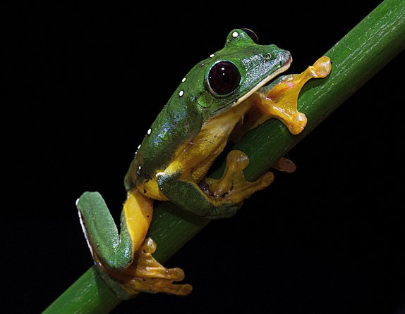 Frog Watching Jungle Night Walk - When rain changes the rules (and how to roll with it)