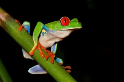 Frog Watching Jungle Night Walk - Frog ponds and the sound of 28 species