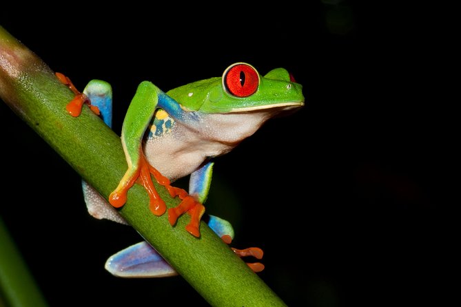 Frog Watching Jungle Night Walk - Frog ponds and the sound of 28 species