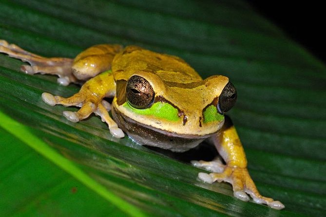 Frog Watching Night Walk - The Two-Hour Plan on Flat Trails After Dark