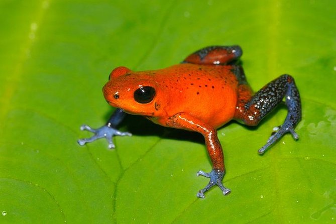 Frog Watching Night Walk - Frog Ponds and the Wild Frog Sanctuary Angle