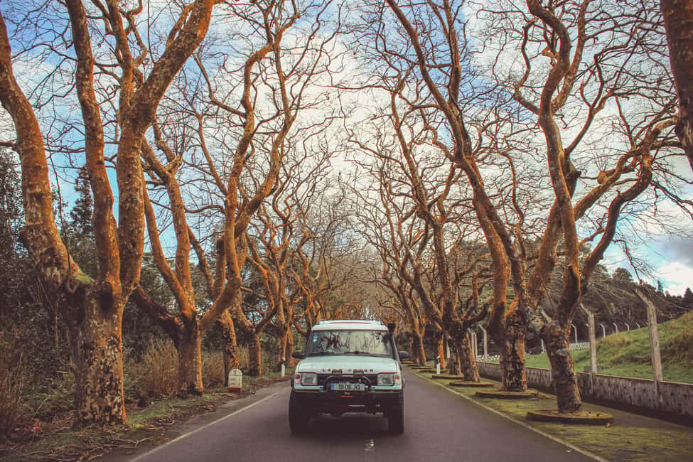 From Angra: Terceira Island Full-Day Jeep Tour (Shared Tour) - Guides and safety: why the small-group format helps