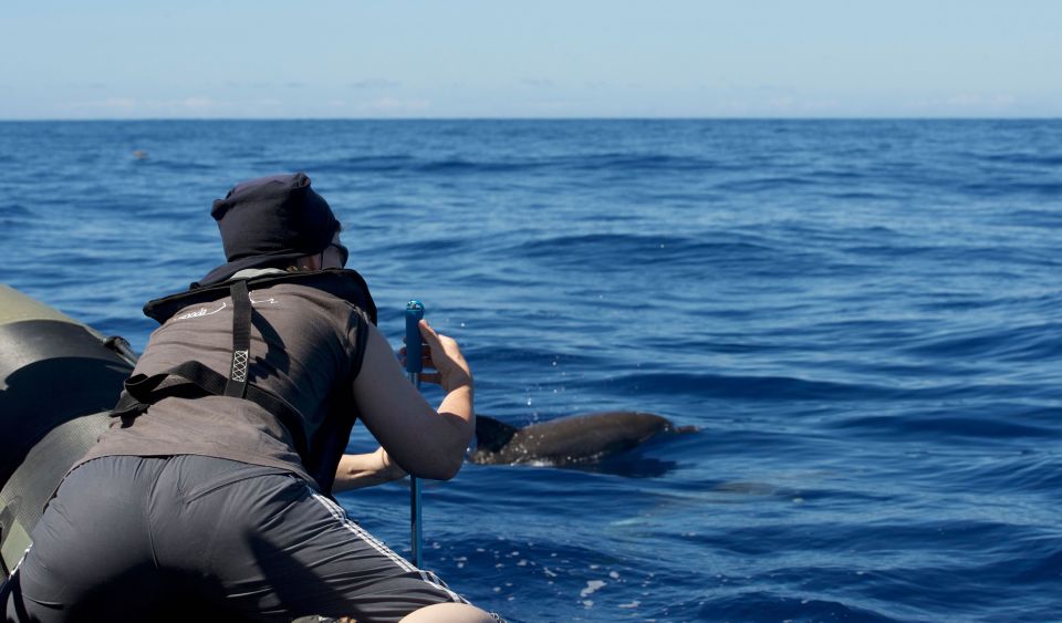 From Calheta: Madeira Whale and Dolphin Watching Boat Tour - Key things to know before you go