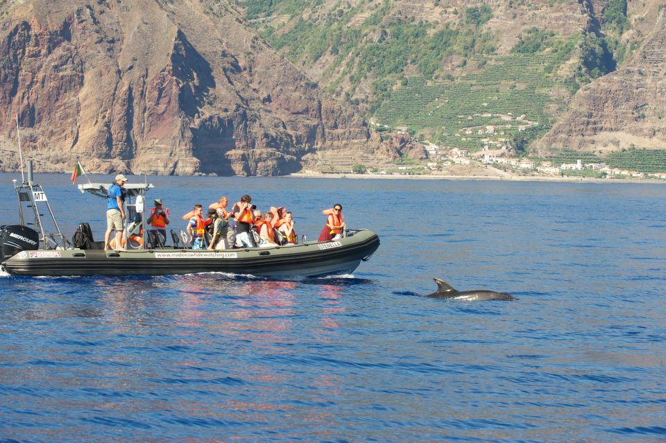From Calheta: Madeira Whale and Dolphin Watching Boat Tour - Calheta Marina to Your Speedboat: Where You Actually Meet
