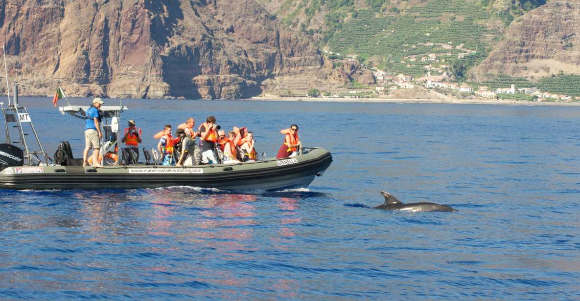 From Calheta: Madeira Whale and Dolphin Watching Boat Tour - Silent Engines and Wildlife Rules That Feel Thoughtful