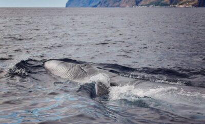 From Calheta: Madeira Whale and Dolphin Watching Boat Tour - How the 2-Hour Tour Works Around Madeira’s Coast