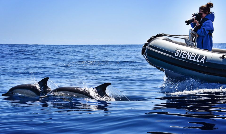 From Calheta: Madeira Whale and Dolphin Watching Boat Tour - Who Should Book This Tour in Madeira (and Who Might Skip It)