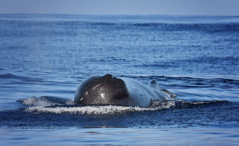 From Calheta: Madeira Whale and Dolphin Watching Boat Tour - Should You Book This Madeira Whale and Dolphin Speedboat Tour?