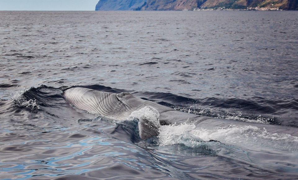 From Calheta: Madeira Whale and Dolphin Watching Boat Tour - How the 2-Hour Tour Works Around Madeira’s Coast