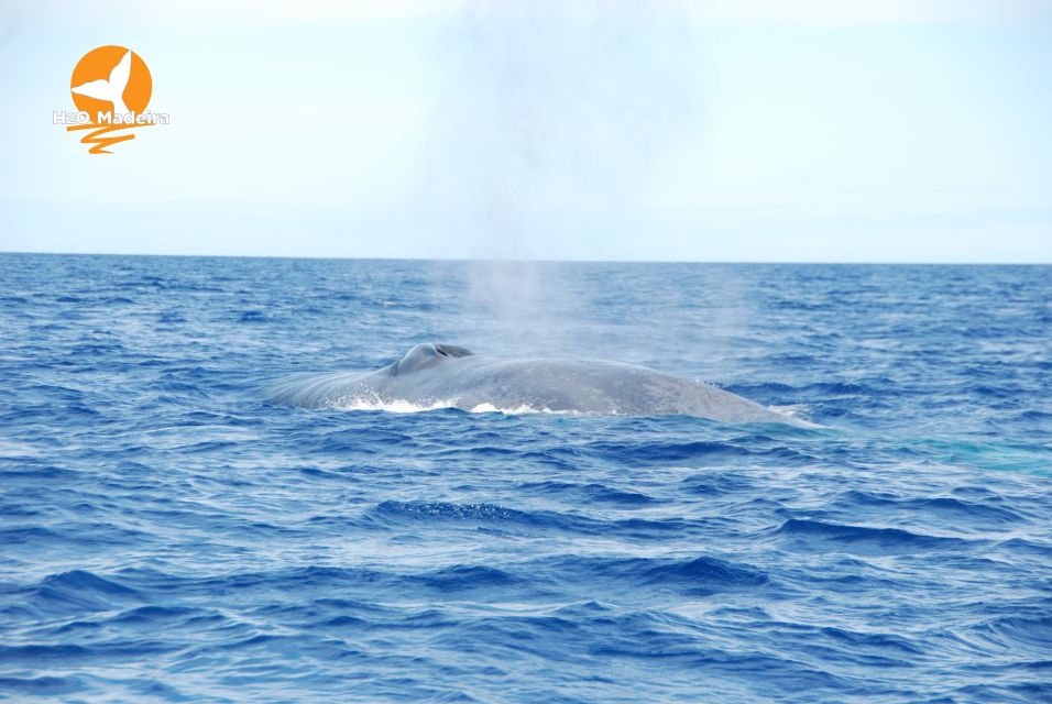 From Calheta: Whale and Dolphin Watching RIB Boat Tour - Key Takeaways Before You Go