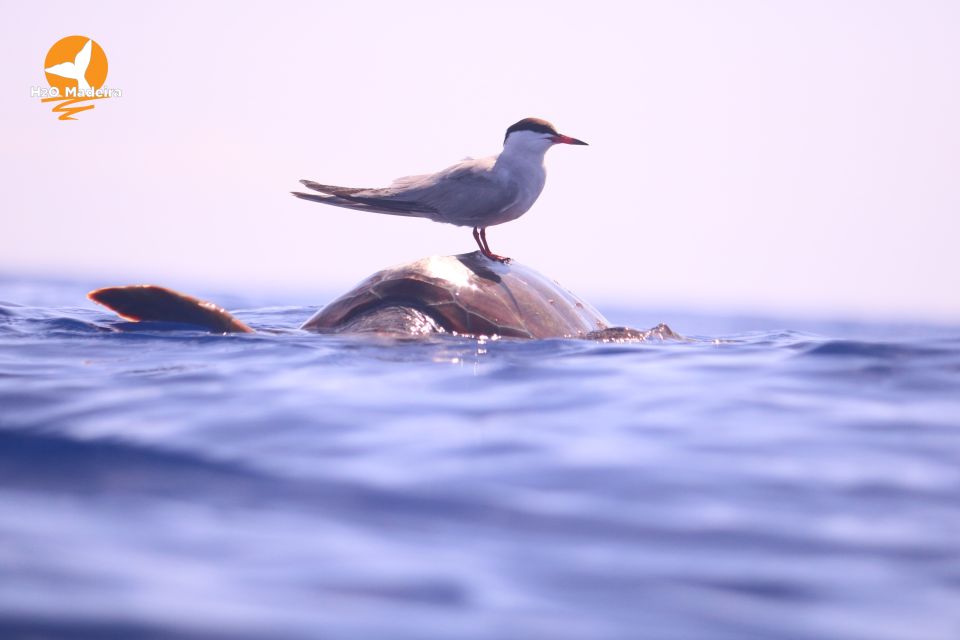 From Calheta: Whale and Dolphin Watching RIB Boat Tour - Booking Tips That Actually Help