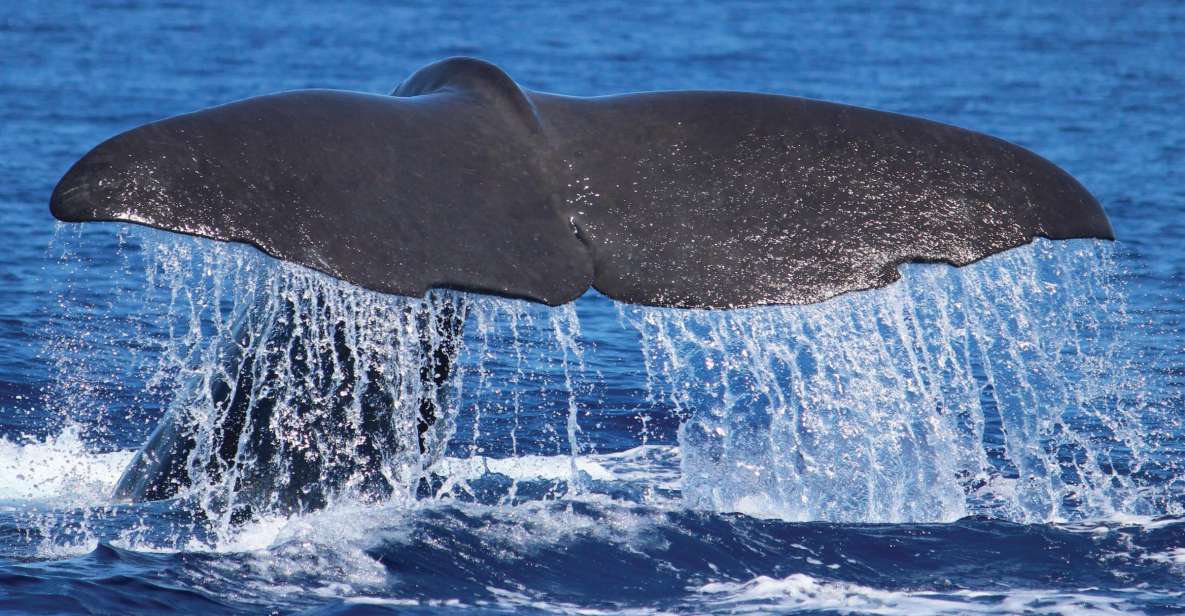 From Calheta: Whale and Dolphin Watching RIB Boat Tour - Getting To H2O Madeira in Calheta: Quick Setup, Quick Departure