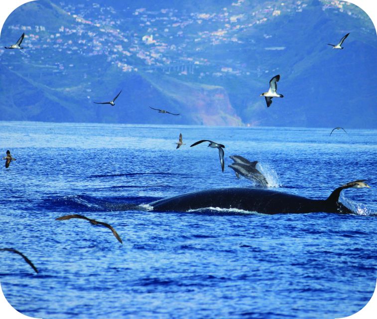 From Calheta: Whale and Dolphin Watching RIB Boat Tour - What You Might See: Dolphins, Sperm Whales, and Other Ocean Surprises