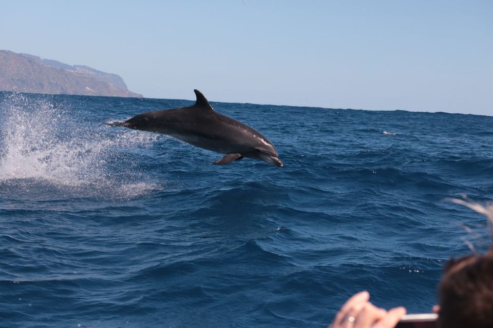From Calheta: Whale and Dolphin Watching RIB Boat Tour - The RIB Ride Experience: Fast, Fun, and Still Tied to Safety
