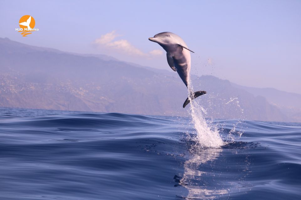 From Calheta: Whale and Dolphin Watching RIB Boat Tour - Views From the Atlantic: Madeira From a Different Angle