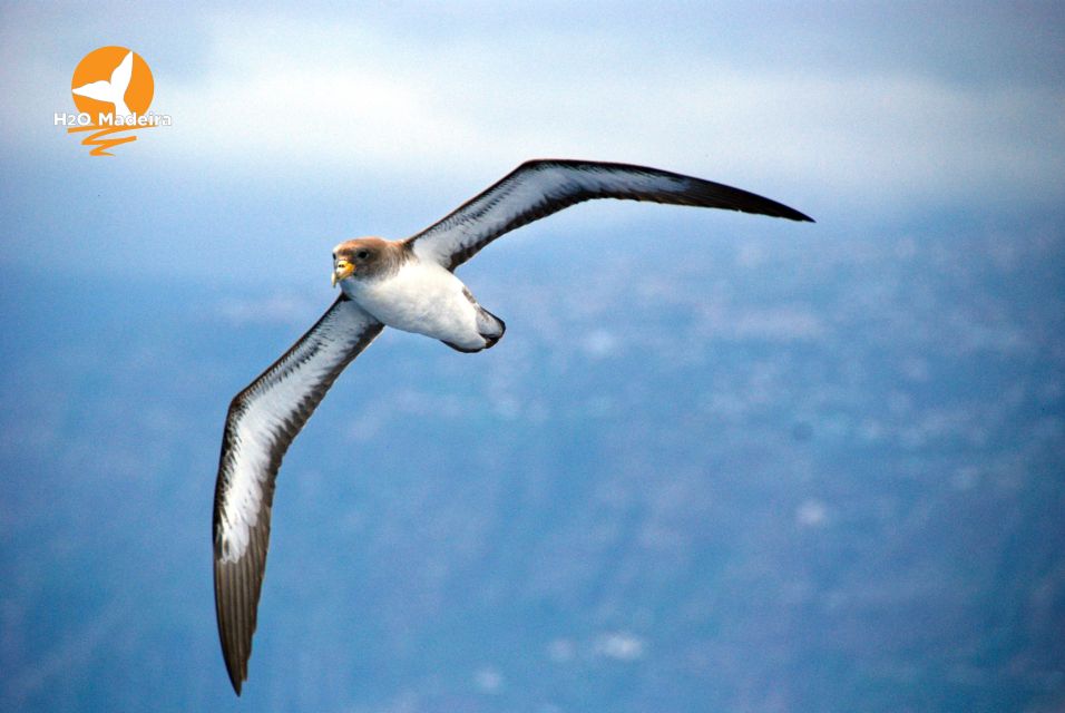 From Calheta: Whale and Dolphin Watching RIB Boat Tour - Price and Value: Is $70 Worth It?