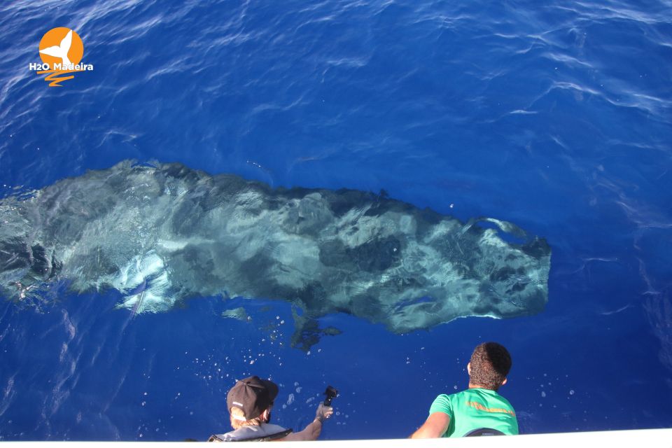 From Calheta: Whale and Dolphin Watching RIB Boat Tour - Who This Tour Fits Best (and Who Should Skip It)