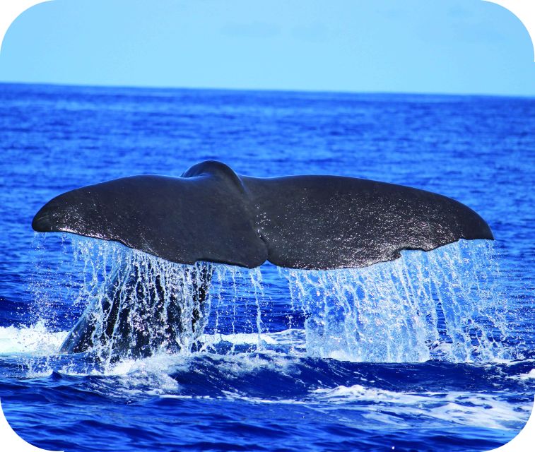 From Calheta: Whale and Dolphin Watching RIB Boat Tour - The 2-Hour Plan: What Happens Once You’re at Sea