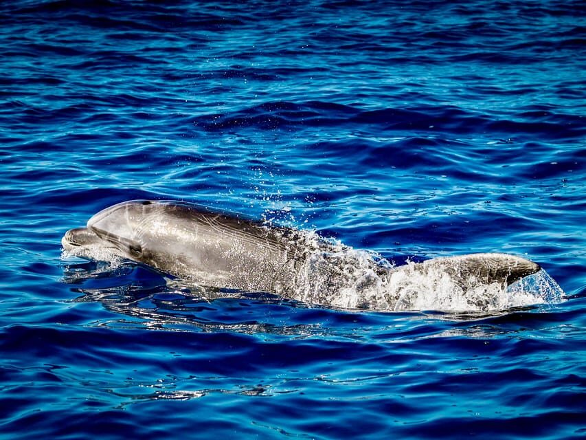 From Can Picafort: Dolphin Watching and Cave Boat Trip - What to Bring (and How to Dress for a Speedboat That Can Get Wet)