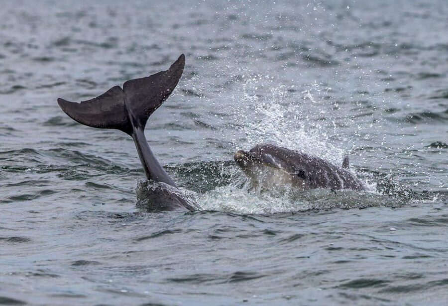 From Can Picafort: Dolphin Watching and Cave Boat Trip - Who This Trip Suits Best (and Who Should Skip It)