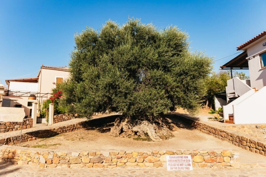 From Chania: Elafonisi and Falasarna Guided Tour with Snacks - Why this Crete day trip works for beach lovers