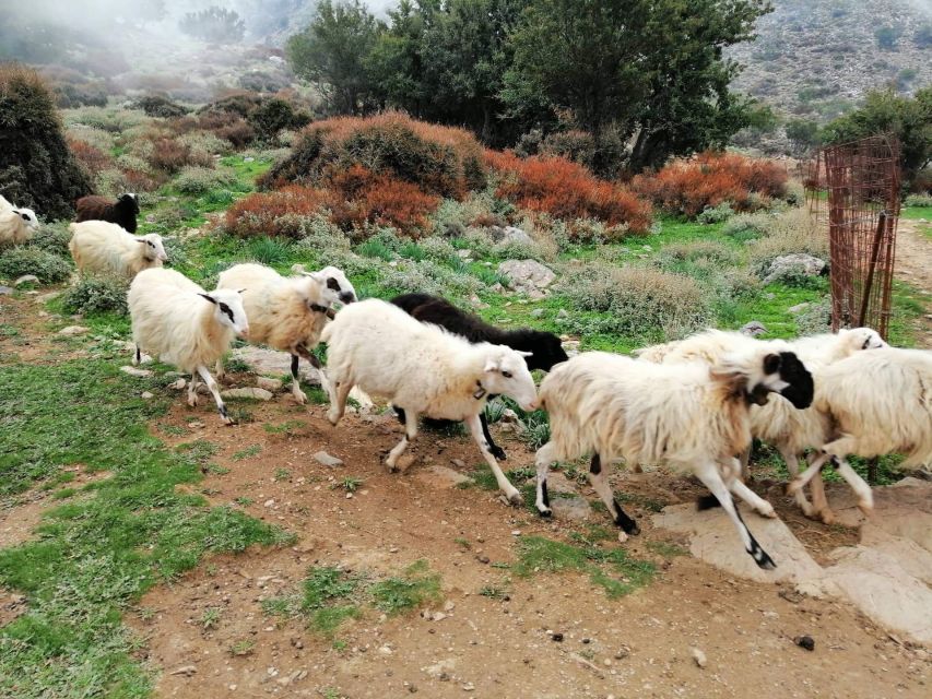 From Chania: White Mountains Land Rover Safari - Panoramic Vistas From 1,350 Meters: Photos, Breath, and Wildlife Chances