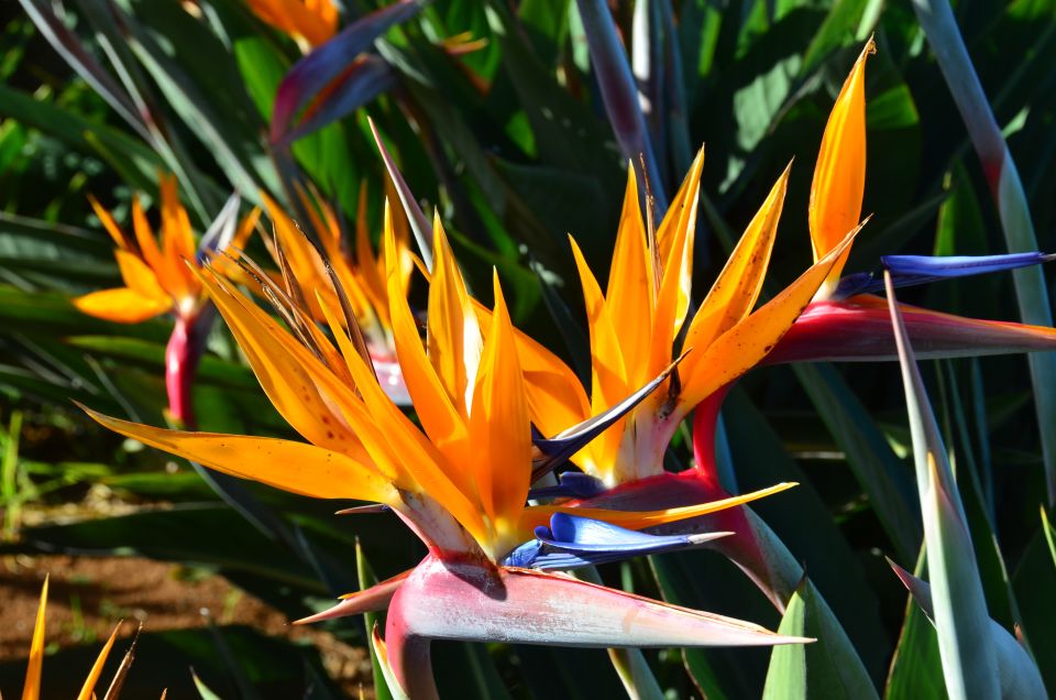 From Funchal: East Tour Madeira 4x4 Jipe Tour Santana Houses - Porto da Cruz and Engenhos do Norte rum visit: a stop with real flavor