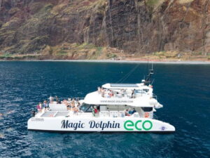 From Funchal: Ecological Catamaran Dolphin Whale Watching - From Funchal Marina to a few miles offshore: how the search works