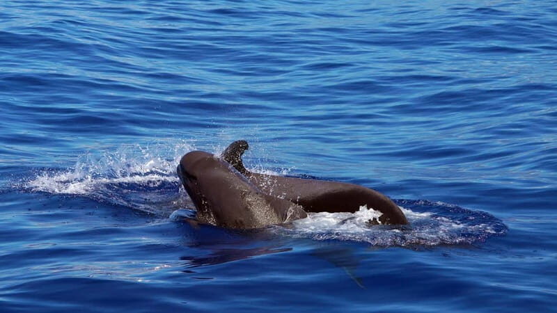 From Funchal: Ecological Catamaran Dolphin Whale Watching - Where to stand for the best dolphin and whale views
