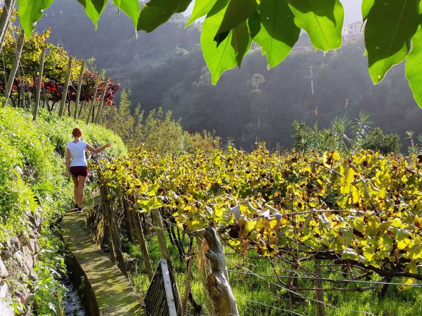 From Funchal: Full-Day Madeira Wine Tour with Lunch - Madeira wine, done like a local day trip