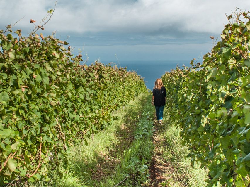 From Funchal: Full-Day Madeira Wine Tour with Lunch - Blandy’s Wine Lodges in Funchal: fortified wine with history in the walls