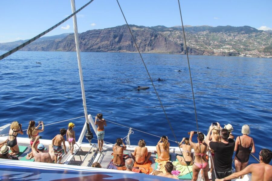 From Funchal: Madeira Dolphin and Whale Watching Tour - Practical packing tips that actually matter on this catamaran