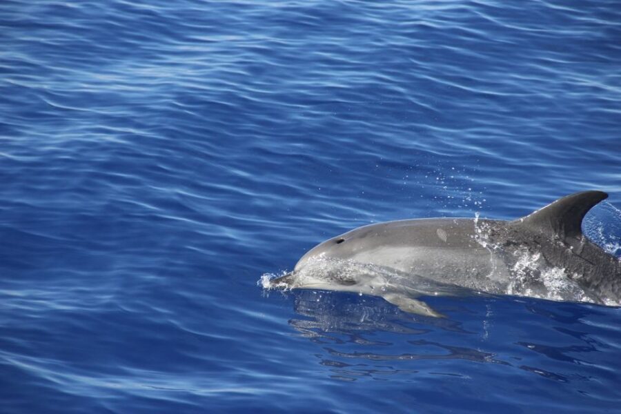 From Funchal: Madeira Dolphin and Whale Watching Tour - Cabo Girão: the swim-and-snorkel stop that makes this tour feel real