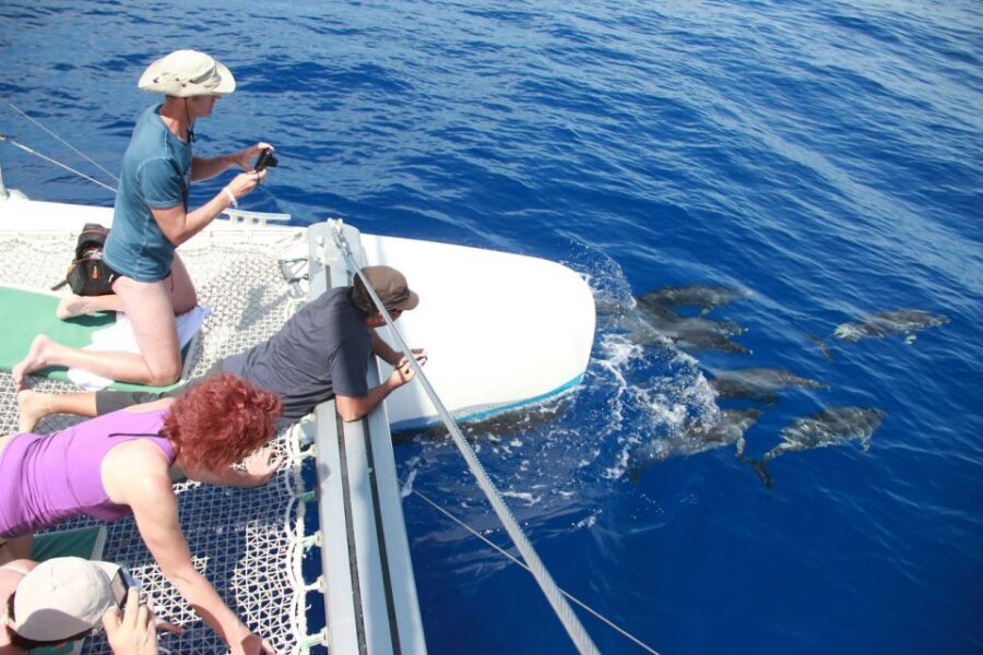 From Funchal: Madeira Dolphin and Whale Watching Tour - Onboard comfort: catamaran layout you’ll actually use