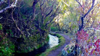 From Funchal: Madeira Lakes Levada Guided Hike - Walking the levadas: mini-canals, waterfalls, and birds doing their thing