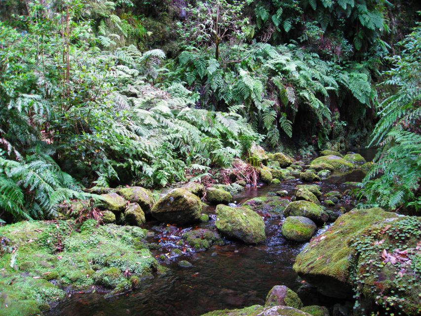 From Funchal: São Jorge Valleys Levada Walk - Getting From Funchal to the Start: Pickup That Actually Works