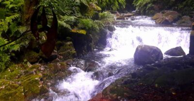 From Funchal: São Jorge Valleys Levada Walk - Rainforest Time: Where the Native Herbs Lesson Makes Sense