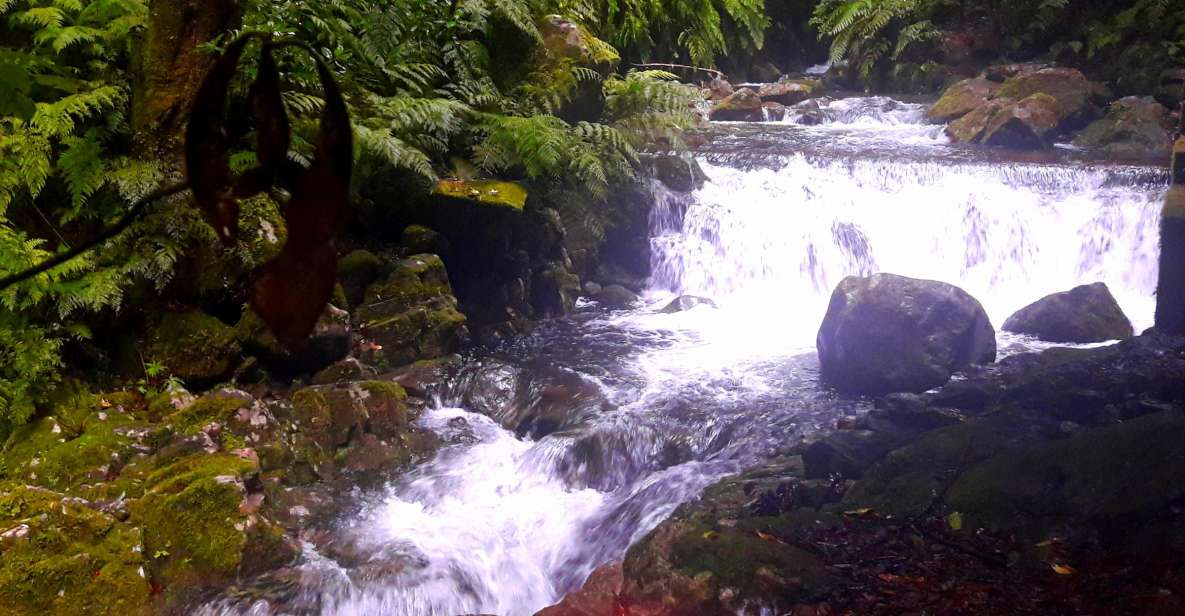 From Funchal: São Jorge Valleys Levada Walk - Rainforest Time: Where the Native Herbs Lesson Makes Sense