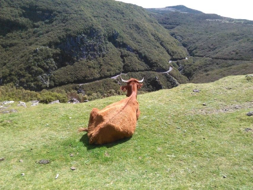 From Funchal: West Madeira and Laurel Forest Day Trip - Why West Madeira works so well in one guided day