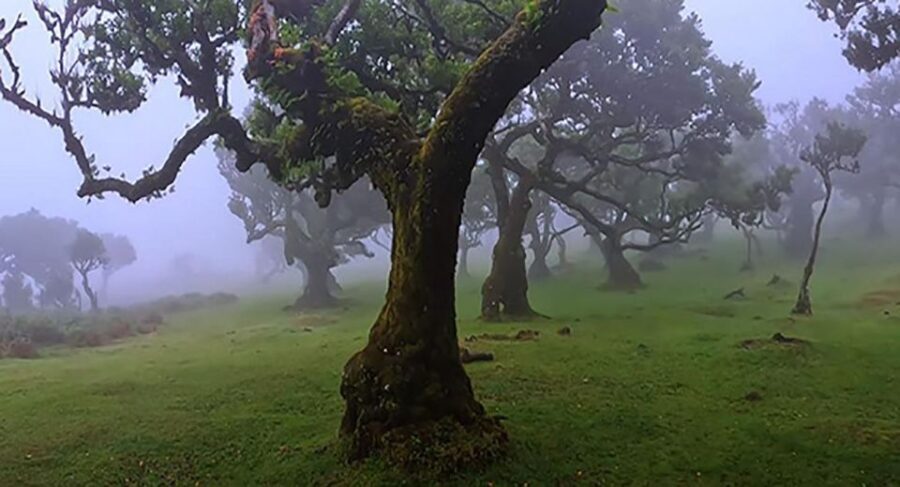 From Funchal: West Madeira Waterfalls and Fanal Forest Tour - A West Madeira Day That Mixes Views With Actual Walking
