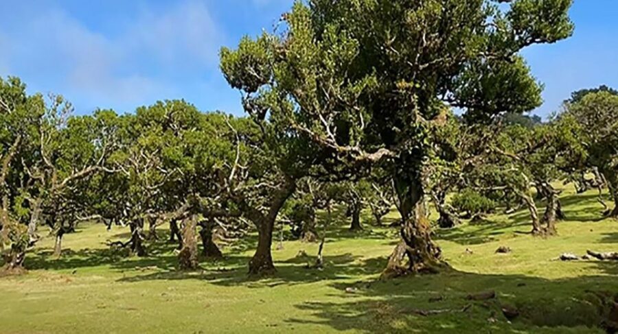 From Funchal: West Madeira Waterfalls and Fanal Forest Tour - Paul da Serra and Fanal Forest: Where Fog Can Steal the Show