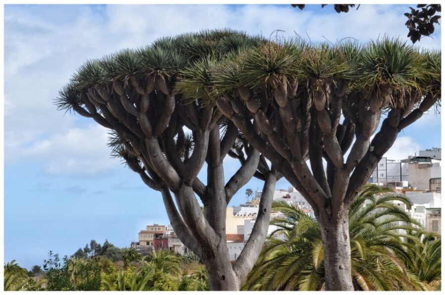 From Las Palmas: Full-Day Tour of the North - Arucas and St. John’s Neo-Gothic Church: more than a quick photo stop