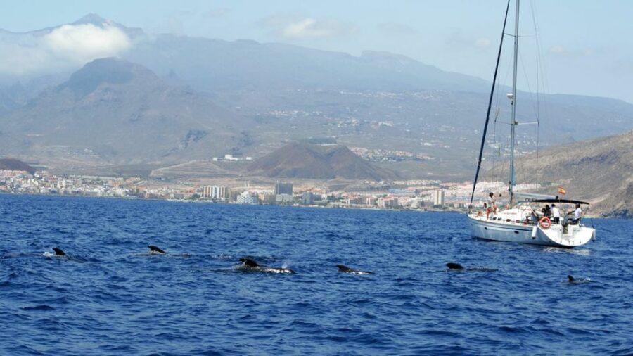 From Los Gigantes: Whale Watching Sailboat Cruise - Key things I’d circle first