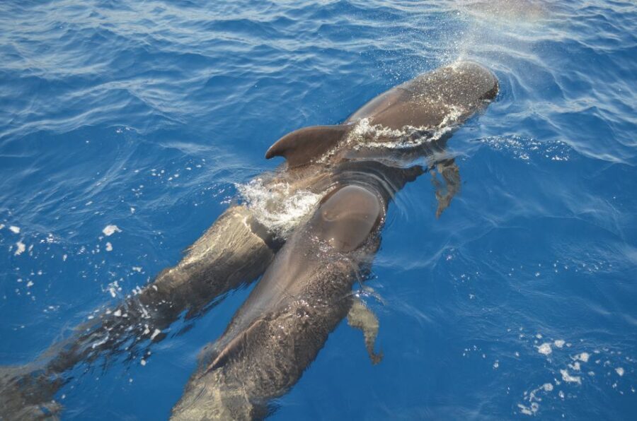 From Los Gigantes: Whale Watching Sailboat Cruise - The whale-spotting stretch: quiet rules and patient searching