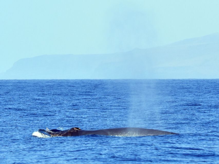 From Los Gigantes: Whale Watching Sailboat Cruise - Snorkeling under the cliffs: make it count in 15 minutes