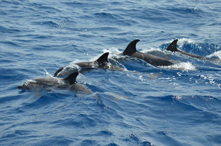 From Los Gigantes: Whale Watching Sailboat Cruise - Responsible whale watching, not just a marketing phrase