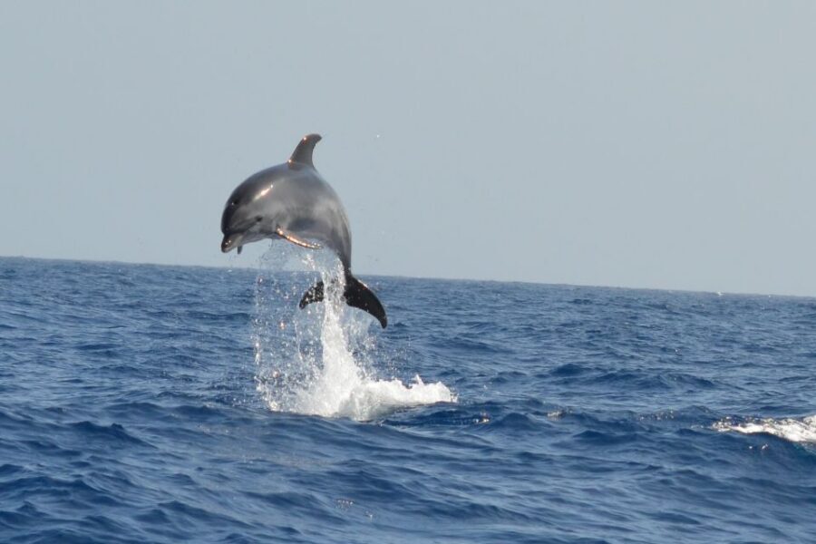 From Los Gigantes: Whale Watching Sailboat Cruise - Price and value: $88 for whales, sailing, snorkeling, and tapas