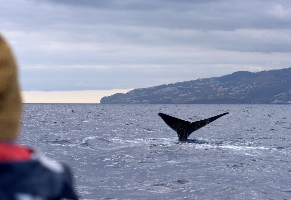 From Machico: Madeira Whale and Dolphin Watching Boat Tour - Key things that make this tour worth your time