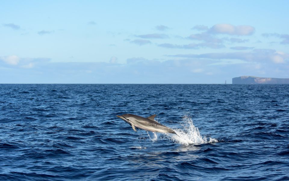 From Machico: Madeira Whale and Dolphin Watching Boat Tour - Meeting at Marina Machico: where your 2 to 2.5 hours starts